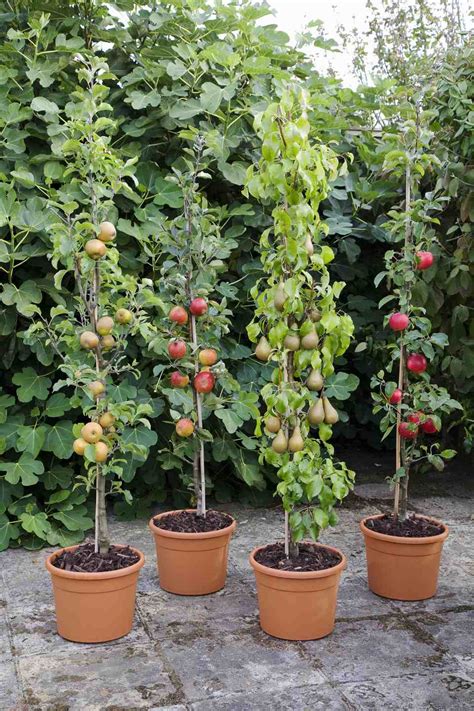 Growing Fruit Trees in Containers