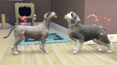 How to Breed Cats and Dogs in Sims 4 - ProPetsPassion