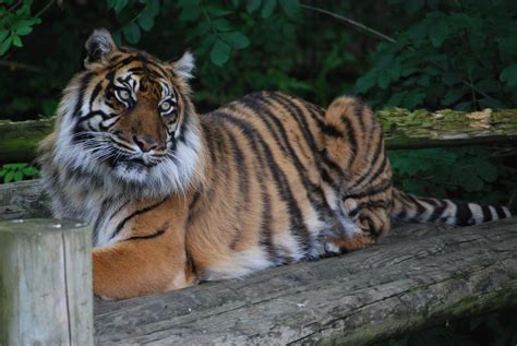 Explore Dudley Zoo in West Midlands, England | PicturesOfEngland.com