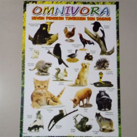 Jual Poster Edukasi Anak Mengenal Binatang Omnivora/tumbuhan&daging Indonesia|Shopee Indonesia