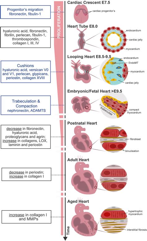 Frontiers | Bearing My Heart: The Role of Extracellular Matrix on Cardiac Development ...