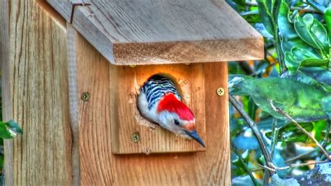 Backyard Birding....and Nature: Red Bellied Woodpecker in Nest Box