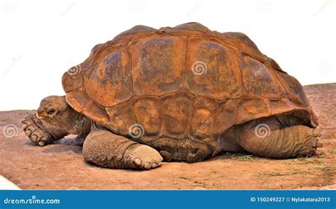 Aldabra Giant Tortoise, Phoenix Zoo, Arizona Center for Nature ...