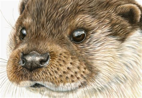 Lyn Wells. Otter Eyes | Otter art, Animal drawings, Otters