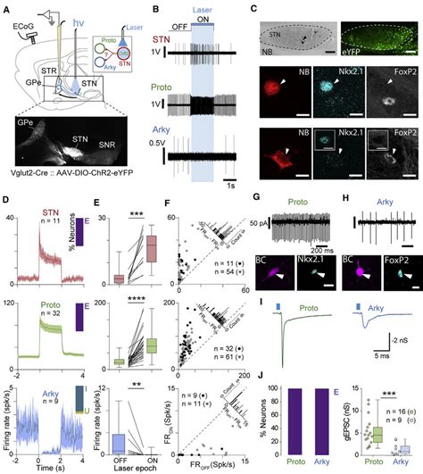 Opto-activation of STN Neurons Induced Opposing Effects on Prototypic... | Download Scientific ...