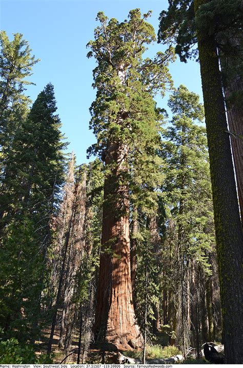 Washington Tree - Famous Redwoods