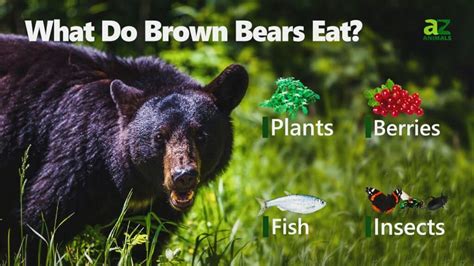 What Do Brown Bears Eat? 30+ Foods They Crave - IMP WORLD