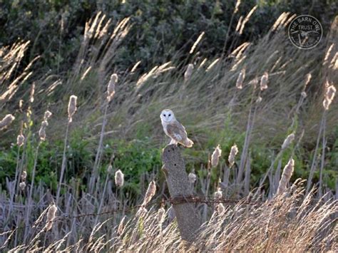 Barn Owls in their habitat (David Pearson) - The Barn Owl Trust