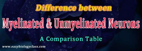 Difference Between Myelinated and Unmyelinated Neurons | EasyBiologyClass