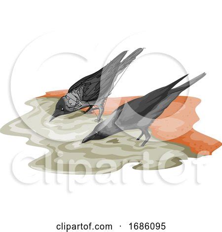 Vector of Crow Drinking Water Posters, Art Prints by - Interior Wall Decor #1686095