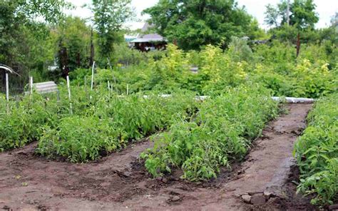 Backyard Vegetable Farming, How To Start, Ideas | Agri Farming