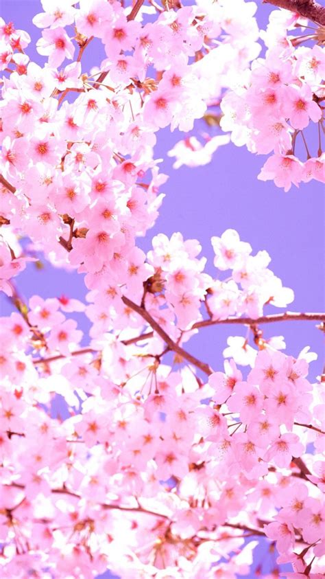 Sakura Blossom iPhone Wallpapers - Top Free Sakura Blossom iPhone Backgrounds - WallpaperAccess