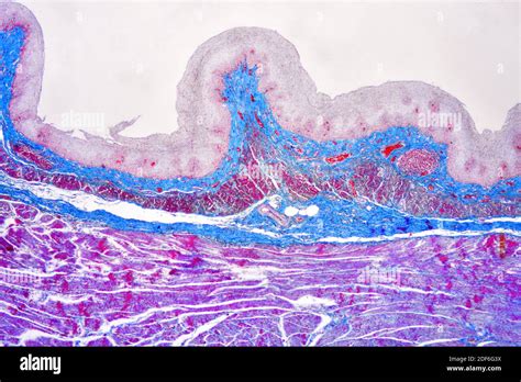 Stratified squamous epithelium hi-res stock photography and images - Alamy