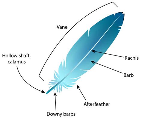 Raptor Resource Project Blog: Eagles, Weather, and Feathers!