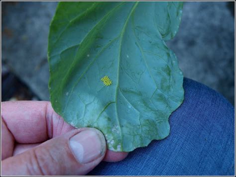 Mark's Veg Plot: Of eggs and weevils...