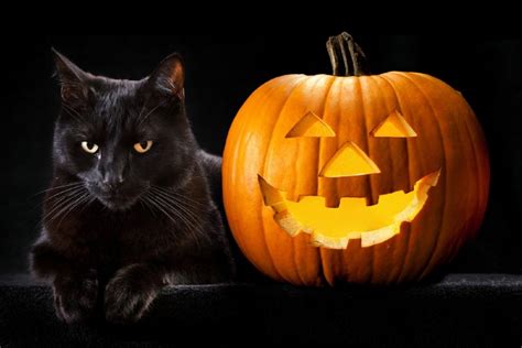 Halloween Black Cat Download HD Wallpapers and Free Images