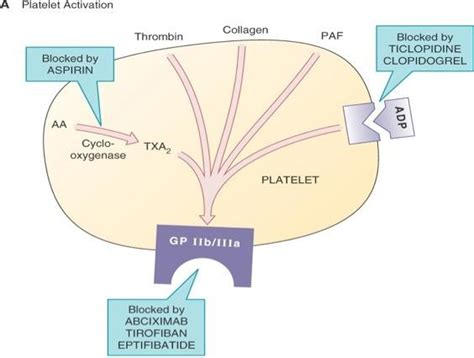 Abciximab | Platelets, Coronary arteries, Arteries