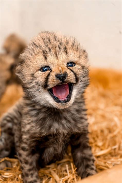 Cheetah Cubs at Tanganyika: The Role of Zoos in Conservation