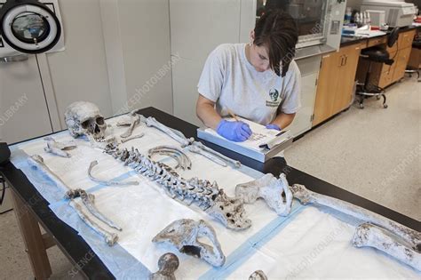 Forensic scientist identifying remains - Stock Image - C021/1399 ...