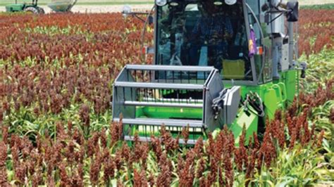 harvest :- When and how to harvest Sorghum?