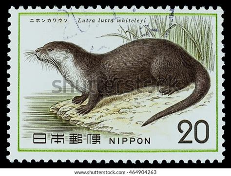 Japanese River Otter Photos and Images