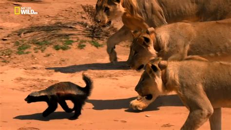 Asadal: National Geographic Vanishing Kings: Desert Lions of Namib (2016)