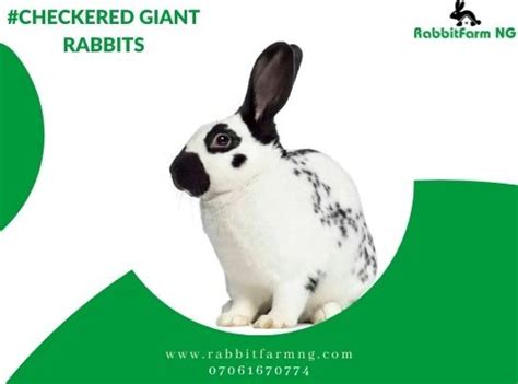 Checkered Giant Rabbit - Rabbit Farm Nigeria