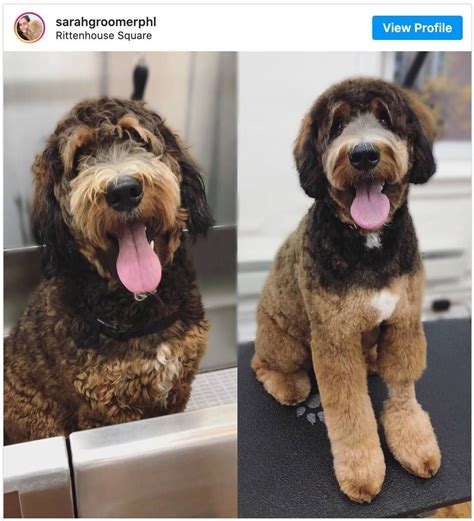 Bernedoodle Haircuts: Tons of Pics and Pro Grooming Tips | Bernedoodle ...