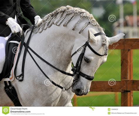 Dressage Pura Raza Espanola Andalusian Horse Stock Photo - Image of girth, equine: 10689620