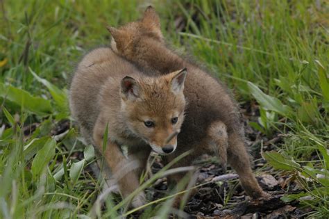 Fy Nyth...: Coyote Puppies!