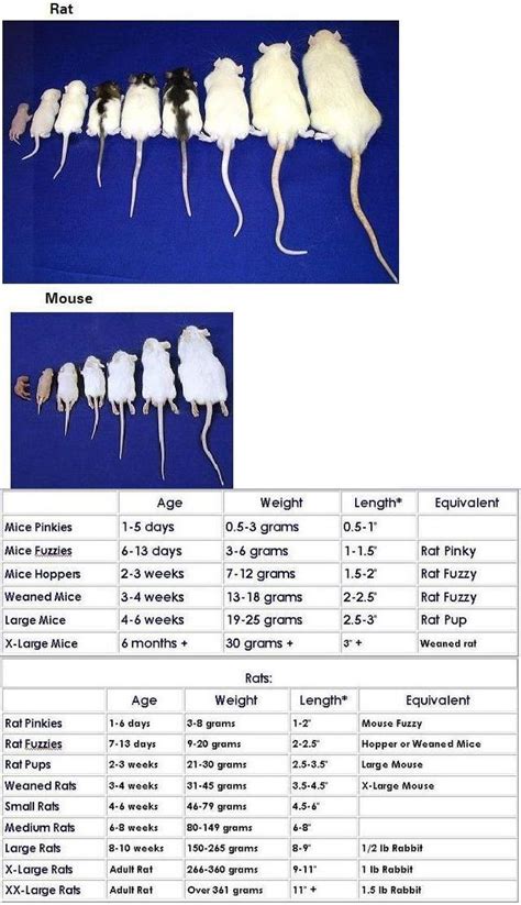 Mouse/Rat Size and Comparison Chart for feeding snakes | Ball python ...