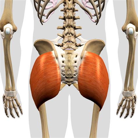 Anterior Pelvic Tilt - Causes, Symptoms & Fixes