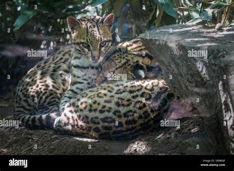 This photo shows an ocelot adult that lives in a wildlife park. The ...