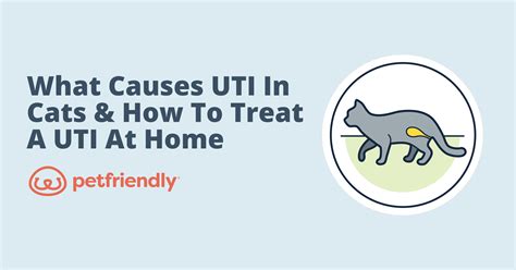 What Causes UTI in Cats & How to Treat a UTI at Home