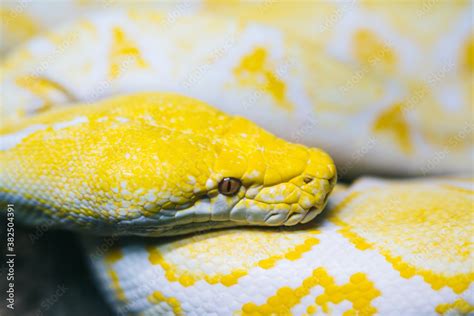 boa snake Stock Photo | Adobe Stock