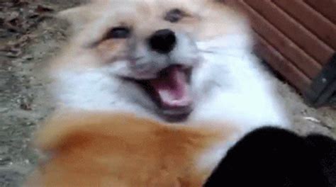 Funny Fox Gifs GIFs | Tenor