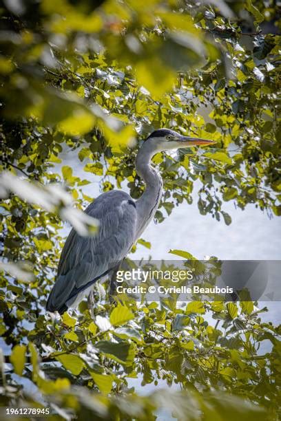 367 Loiret River Stock Photos, High-Res Pictures, and Images - Getty Images