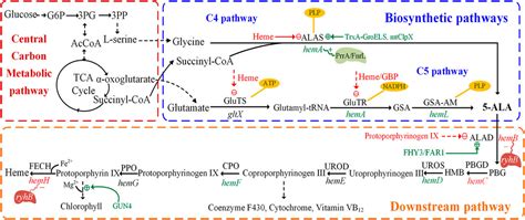 Frontiers | Natural 5-Aminolevulinic Acid: Sources, Biosynthesis, Detection and Applications