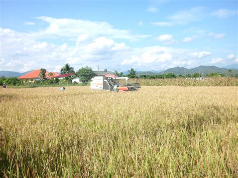 Harvesting Rice - Ken Dobson's Queer Ruminations from Thailand