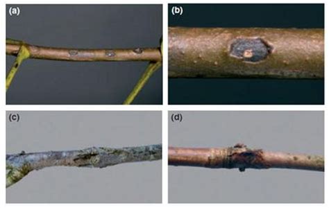 Bacterial nucleation in pseudomonas syringae - microbewiki