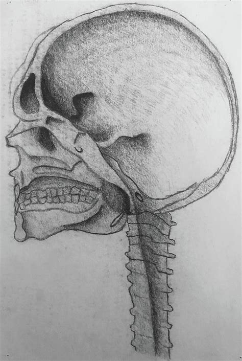 Skull and Spine Drawing by Dustine OLeary | Fine Art America