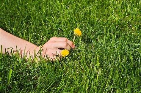 Woman`s Hand Picking a Yellow Flower Stock Image - Image of lawn, hands ...