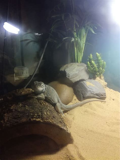 W Midlands Breeding pair collared lizard - Reptile Forums