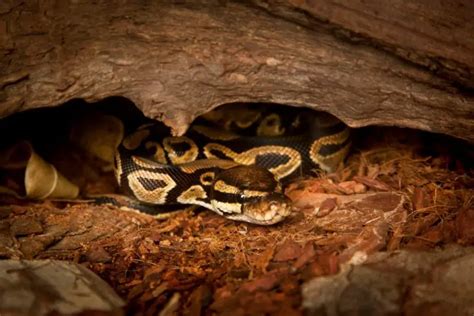 Ball Python Natural Habitat – Understanding their origins – BALL PYTHON BREEDER UK