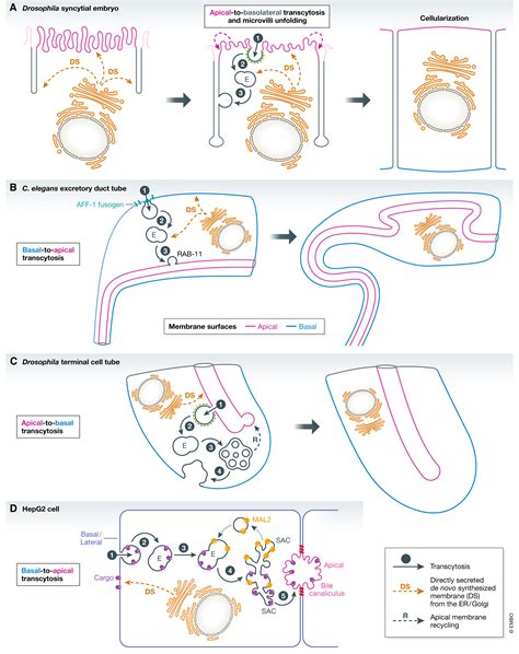 Transcytosis in the development and morphogenesis of epithelial tissues | The EMBO Journal