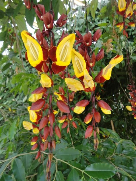 Thunbergia Mysorensis “Acanthus Family” – Aloha Tropicals