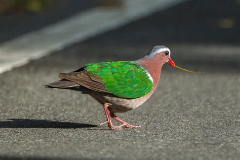 Common emerald dove - Facts, Diet, Habitat & Pictures on Animalia.bio