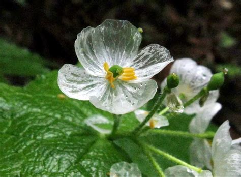 Skeleton Flower Seeds Crystal Flower Grays Double-leaf - Etsy