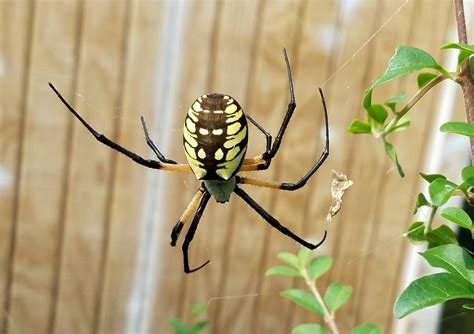 Yellow Garden Weaver (Oklahoma) : spiders