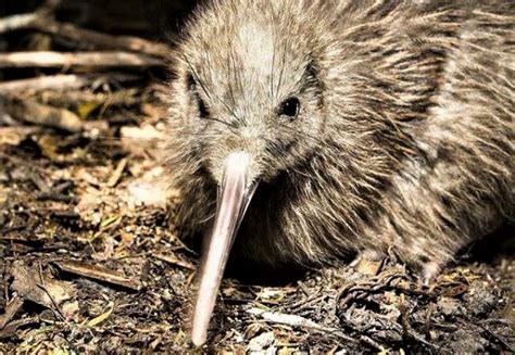 West Coast Wildlife Centre • GrabOne NZ